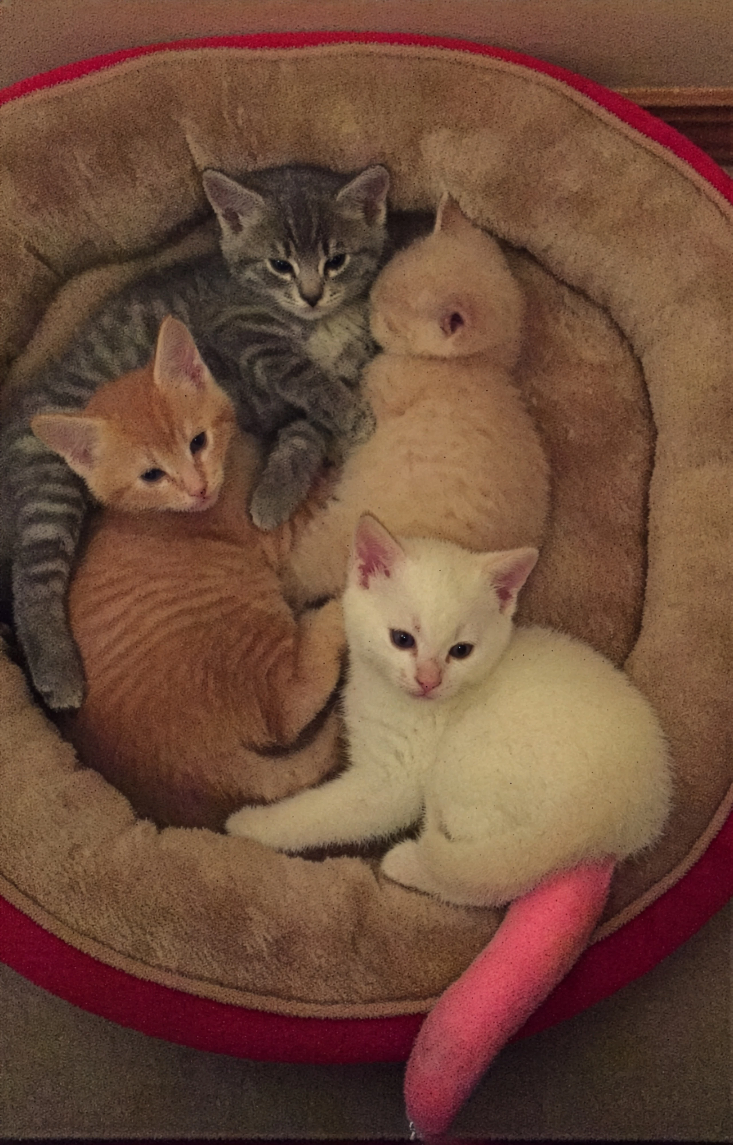 Kitties